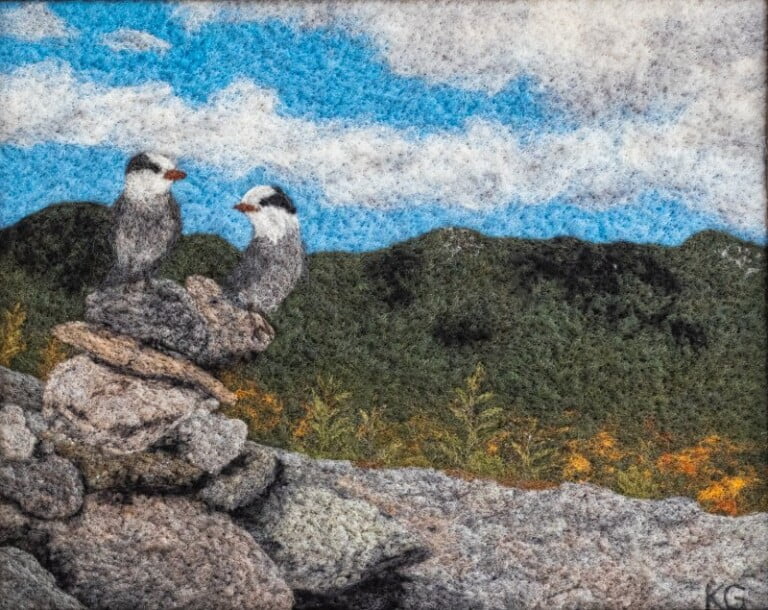 Two birds perched on rocky outcrop with forest background.