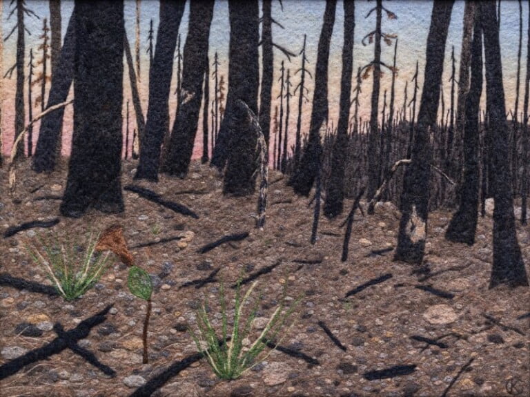 Forest after wildfire with new plant growth.